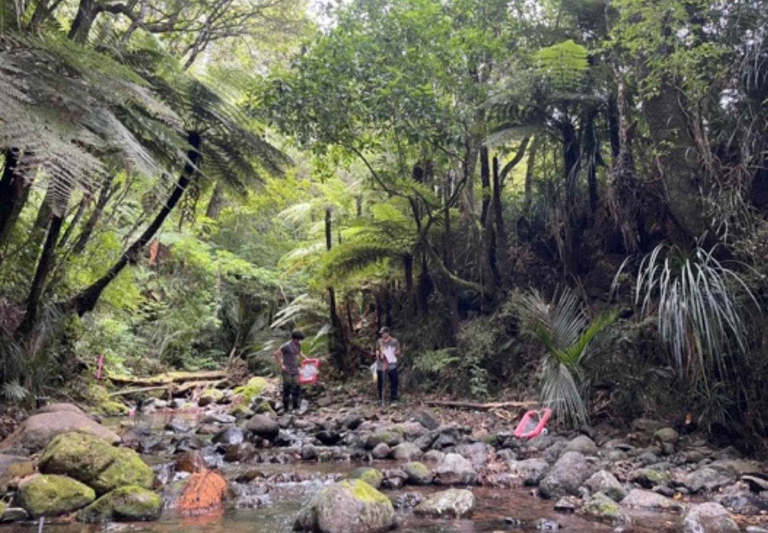 Panui news letter October 2026 - view of local river with people doing stream biodiversity sampling and identification